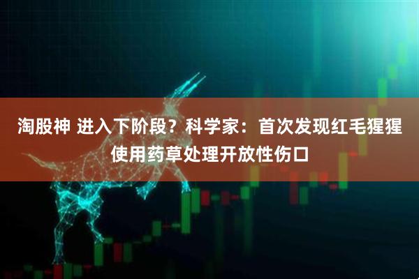 淘股神 进入下阶段？科学家：首次发现红毛猩猩使用药草处理开放性伤口
